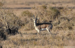 Gazella subgutturosa