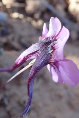 Diascia macrophylla
