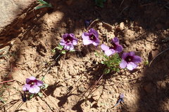 Diascia macrophylla
