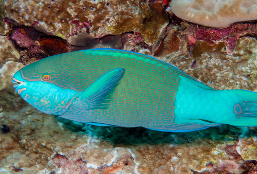 Toomband-papegaaivis (Scarus frenatus) — Scaridae — 5