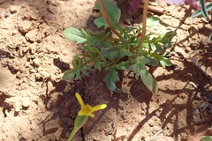 Diascia macrophylla
