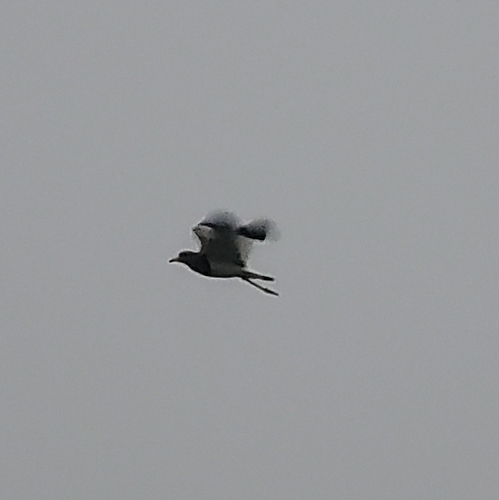 Grey-headed Lapwing