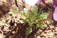 Diascia macrophylla