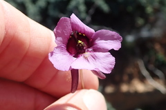 Diascia macrophylla