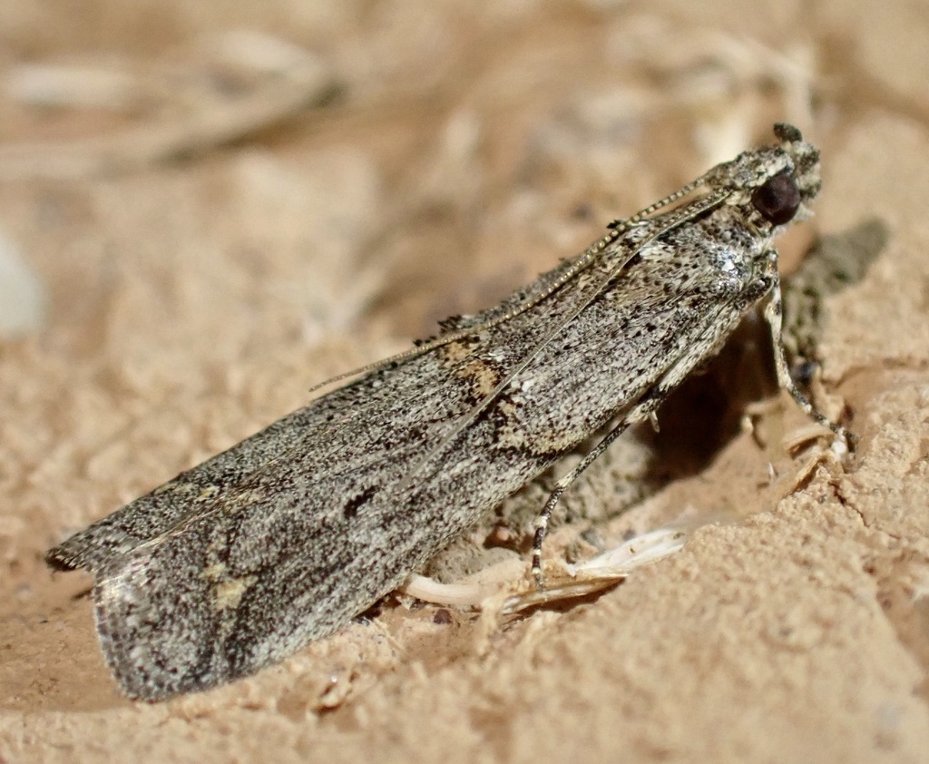 Pempelia brephiella
