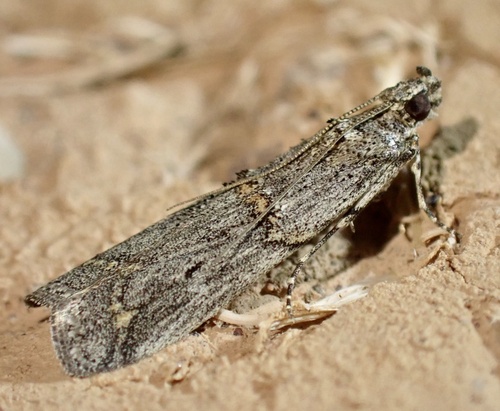 Phycide des hélianthèmes