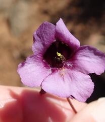 Diascia macrophylla