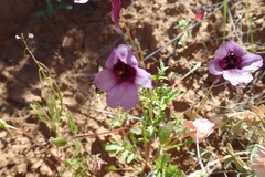 Diascia macrophylla