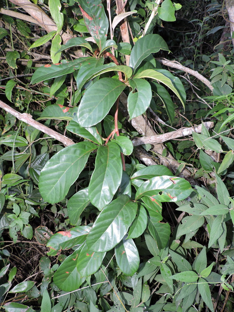 Doliocarpus glomeratus