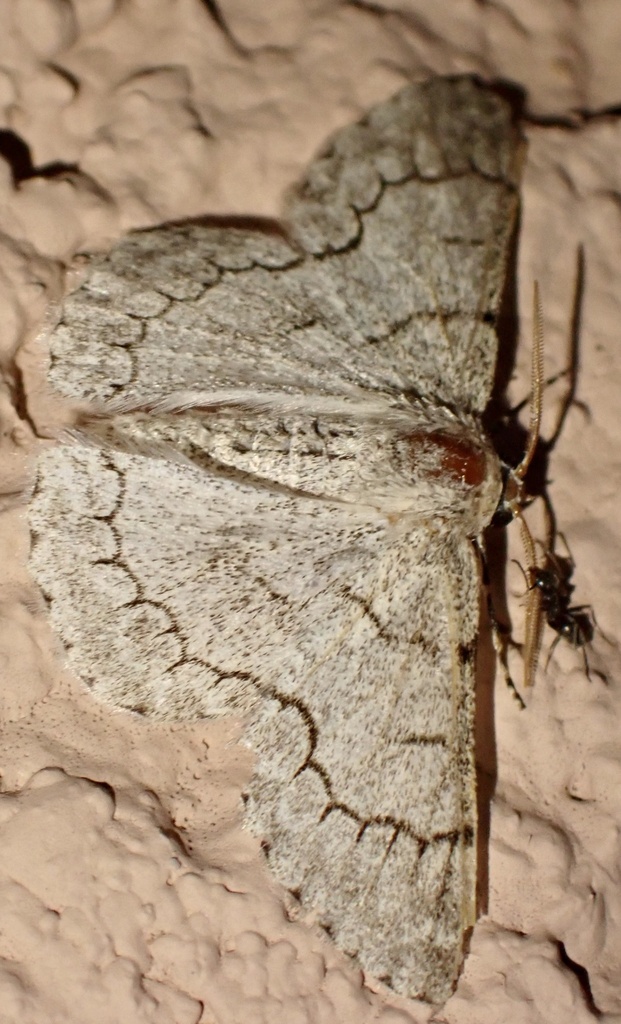 Pingasa lahayei