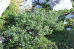 Salix lutea