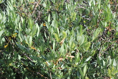 Salix lutea
