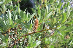 Salix lutea
