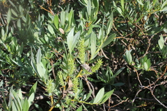 Salix lutea