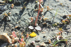 Micranthes aprica
