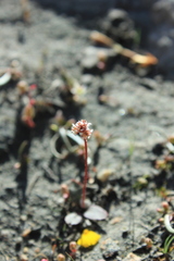 Micranthes aprica