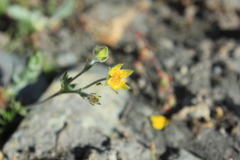 Potentilla breweri