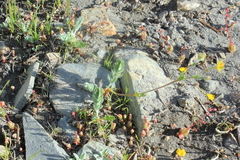 Potentilla breweri