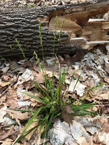 roughleaf ricegrass (Oryzopsis asperifolia)