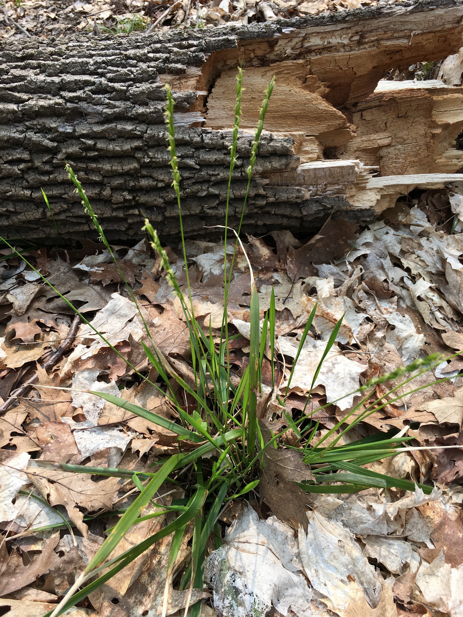 Oryzopsis asperifolia