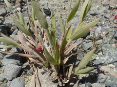 Dichanthelium lanuginosum