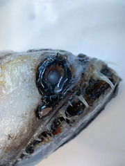 Snaggletooth photo 3