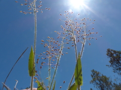 Dichanthelium lanuginosum