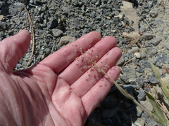 Dichanthelium lanuginosum