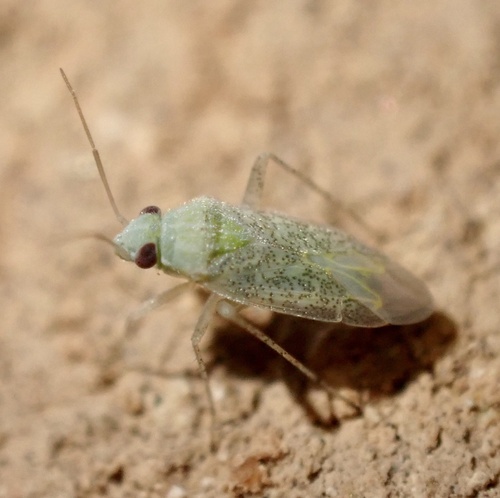 Stenoparia putoni