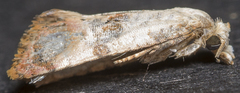 Cochylichroa arthuri