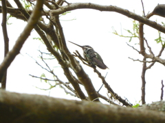Heliomaster squamosus