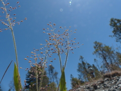 Dichanthelium lanuginosum