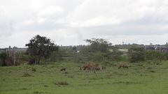 Phacochoerus africanus