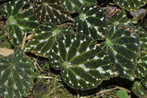 Foto de Begônia-pustulada