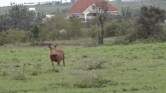 Phacochoerus africanus