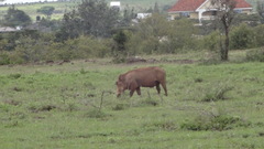 Phacochoerus africanus