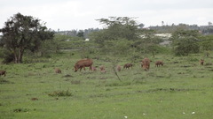 Phacochoerus africanus