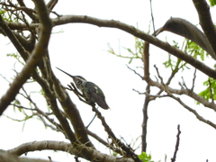 Heliomaster squamosus