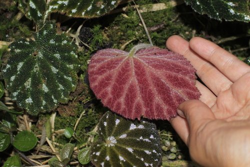 Foto de Begônia-pustulada