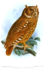 Sandy Scops-Owl photo 4