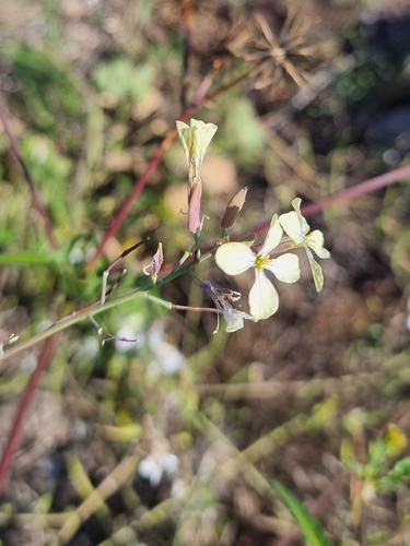 Raphanus raphanistrum subsp. raphanistrum image