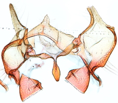 Cochylichroa arthuri