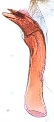 Cochylichroa arthuri