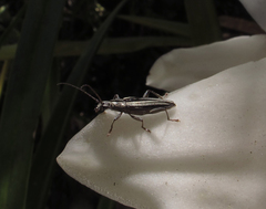Navomorpha sulcata