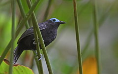 Bare-Crowned Antbird photo 1