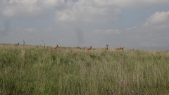 Alcelaphus buselaphus cokii