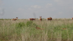 Alcelaphus buselaphus cokii