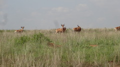 Alcelaphus buselaphus cokii