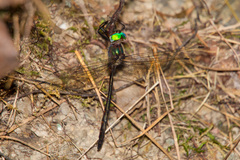 Somatochlora linearis