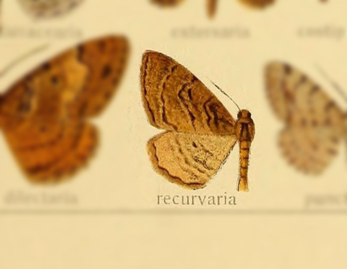 Parectropis conspurcata